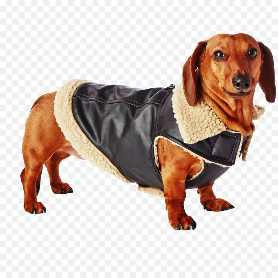 Raza De Perro，Dachshund PNG