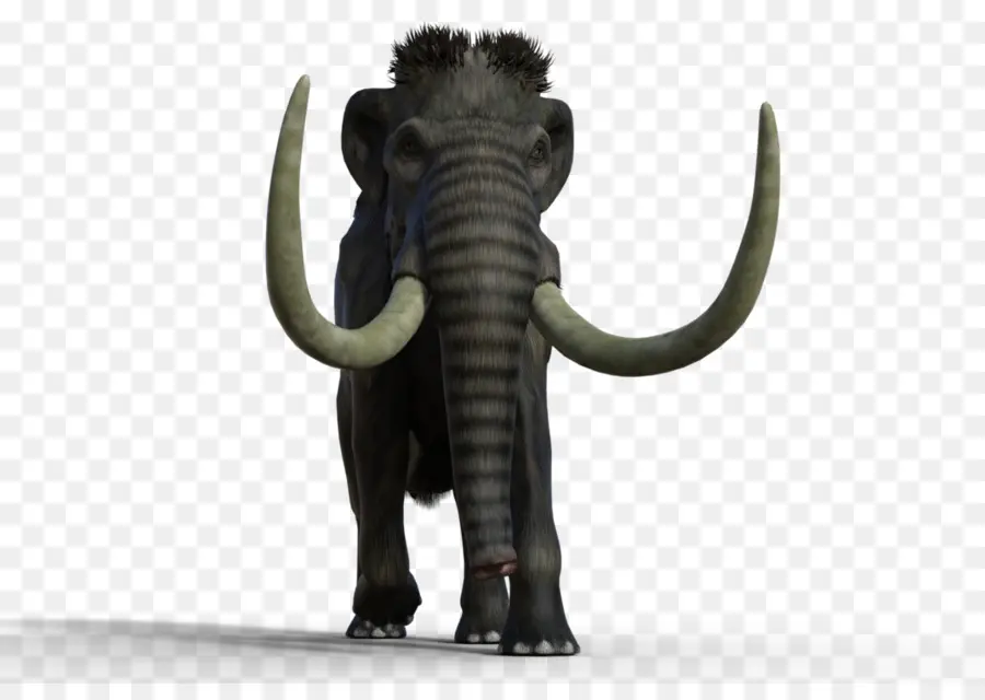 Elefante Indio，El Elefante Africano PNG