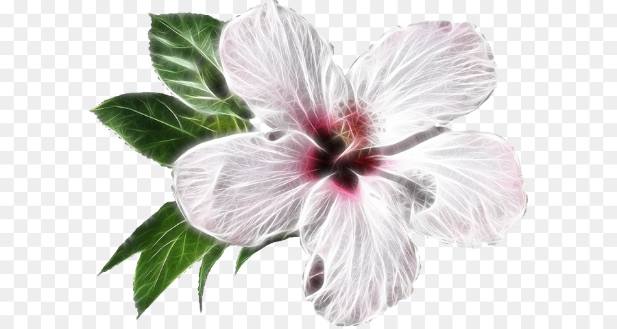 Shoeblackplant，Flor PNG