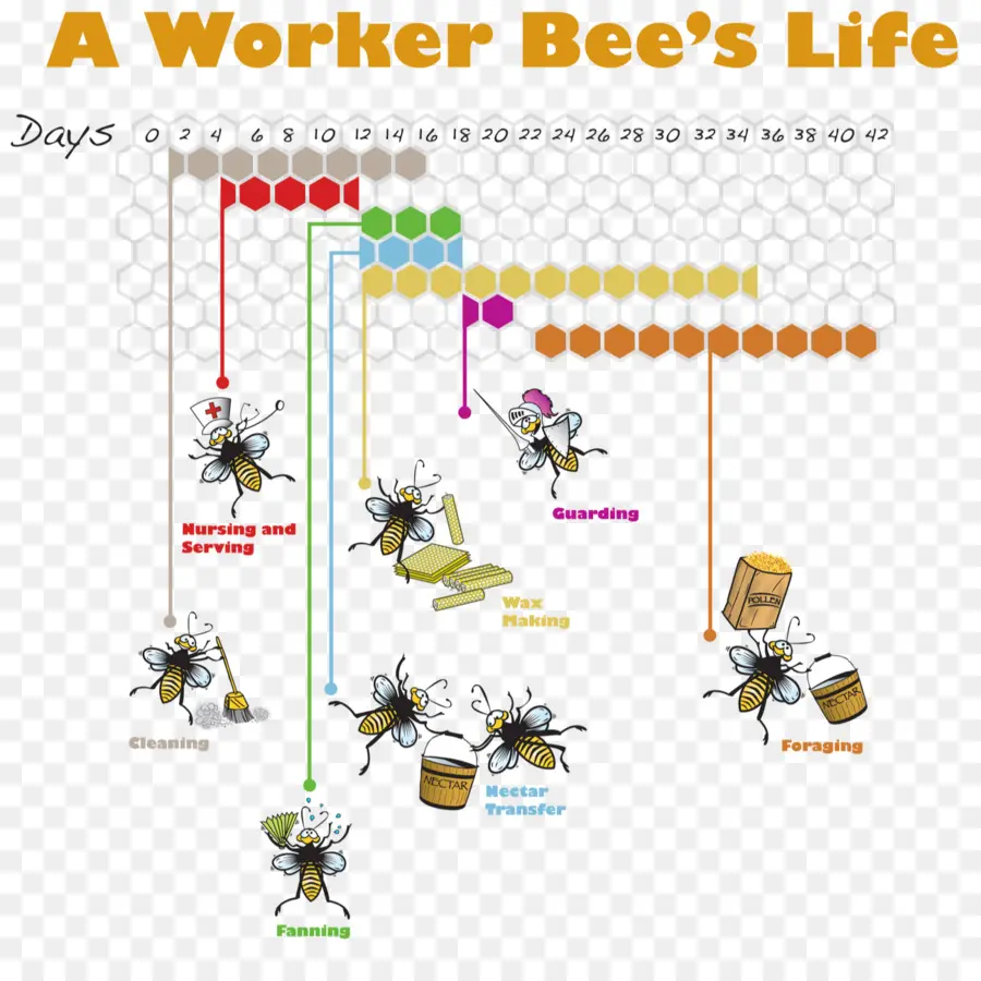 Ciclo De Vida De Las Abejas Obreras，Abeja PNG