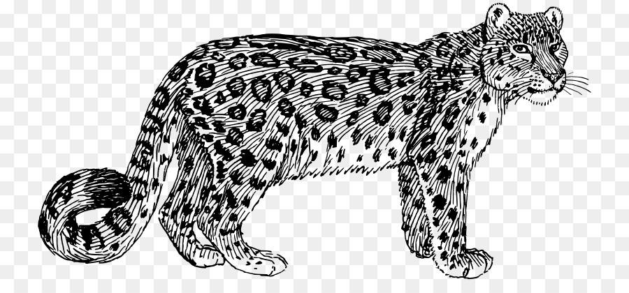 Leopardo，Salvaje PNG