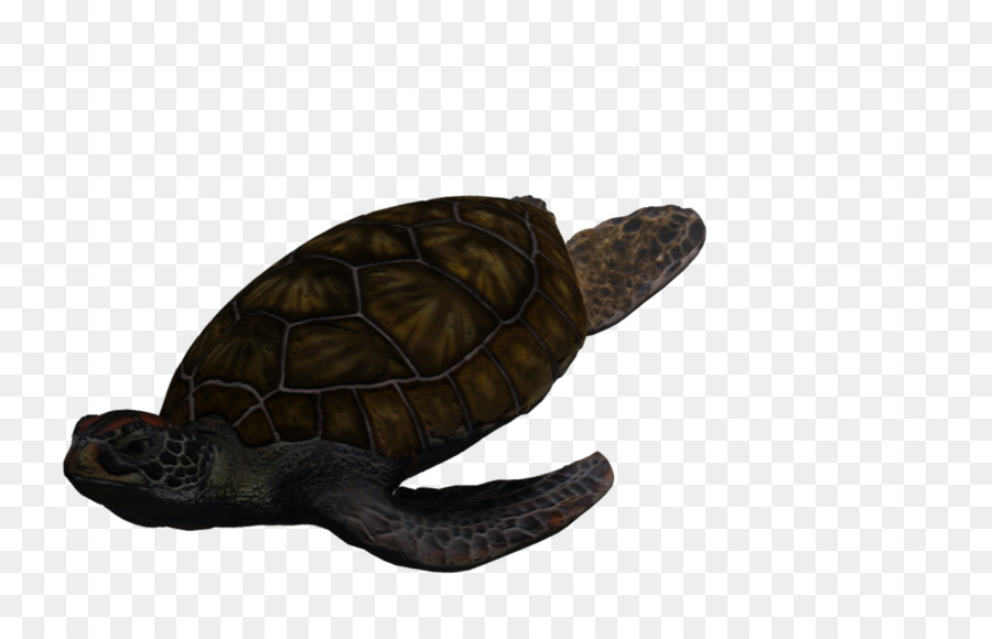 Las Tortugas De Caja，Tortuga PNG