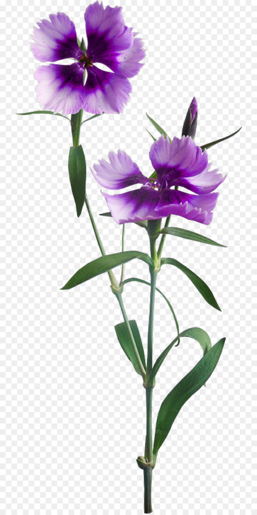 Flor，Tallo De La Planta PNG