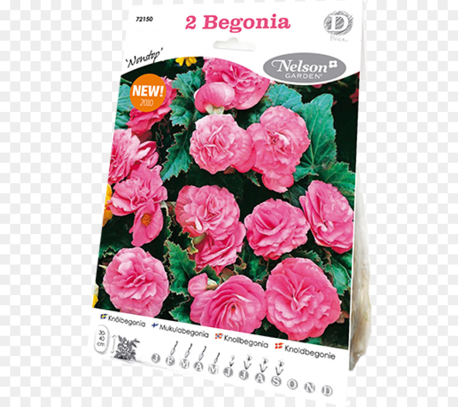 Rosas De Jardín，Rosa De Repollo PNG