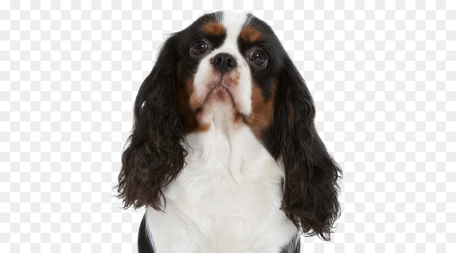 King Charles Spaniel，Cavalier King Charles Spaniel PNG