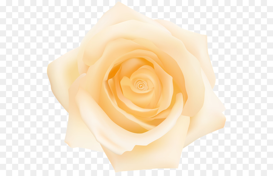 Rosa Blanca，Floración PNG