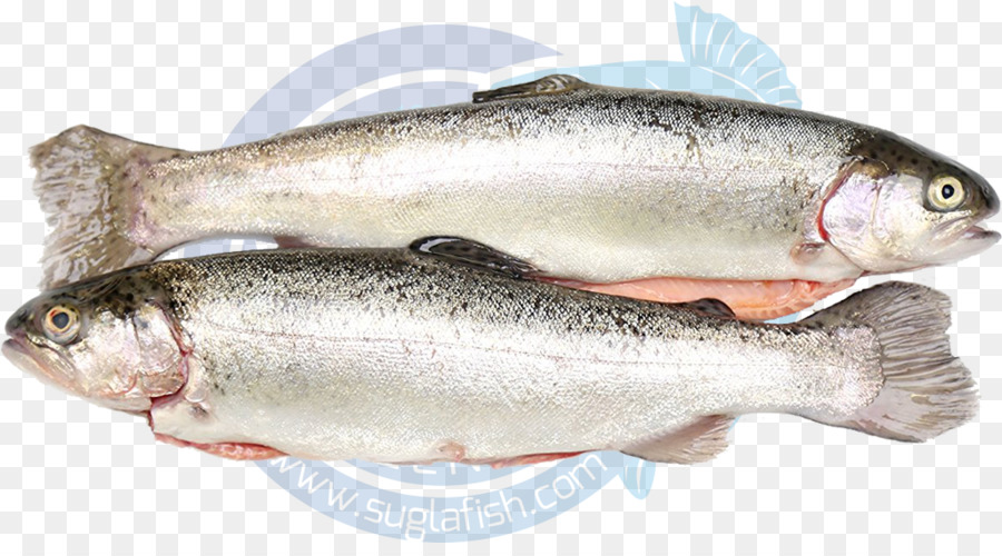 Sardina，Los Productos De Pescado PNG