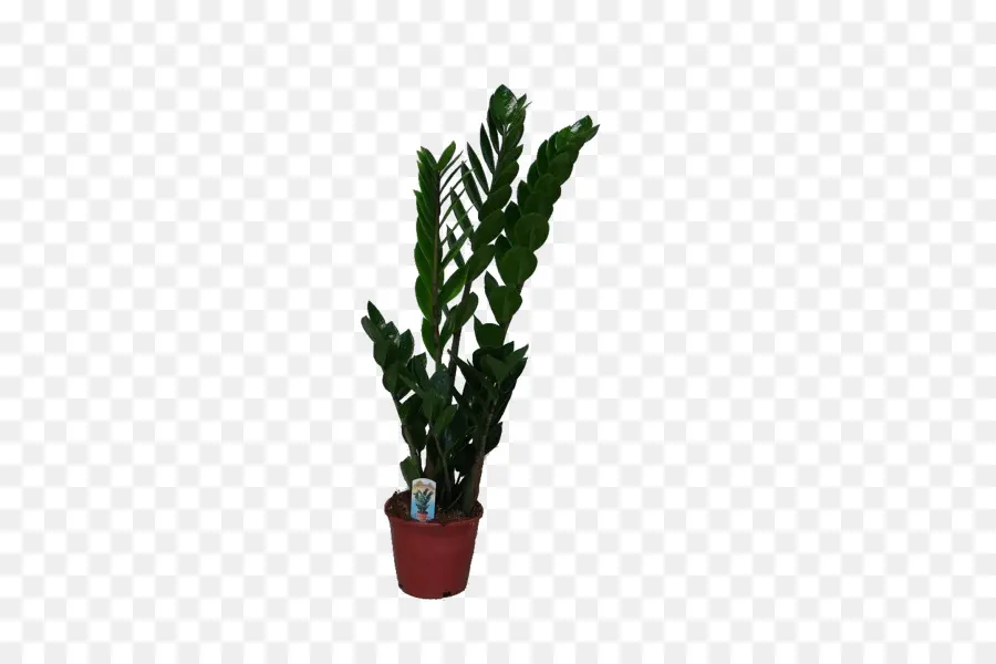 Planta De Interior，Zamioculcas Zamiifolia PNG