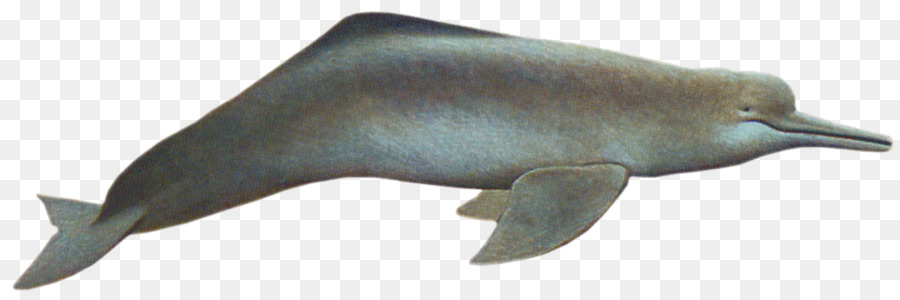 Ballena，Océano PNG