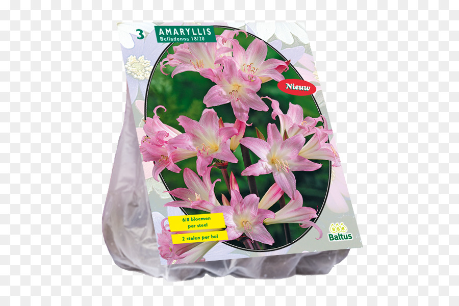 Cortar Flores，Allium Gigante PNG