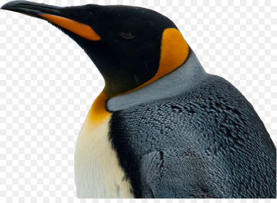 Pingüino Real，Pingüino PNG