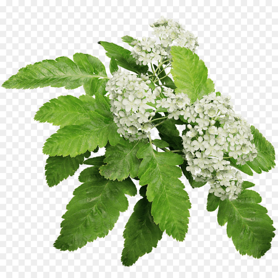 Sorbus Hybrida，árbol PNG