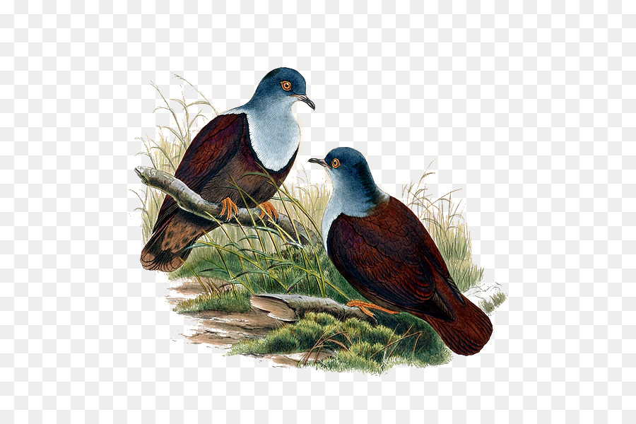 Pájaro，Cygnini PNG