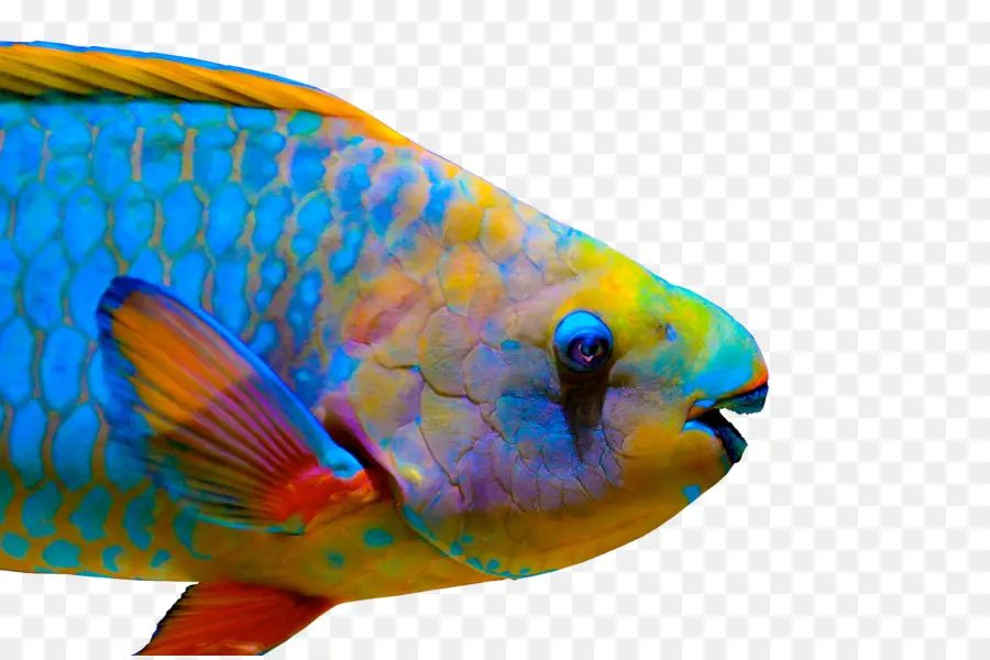 Los Peces，La Reina Del Pez Loro PNG