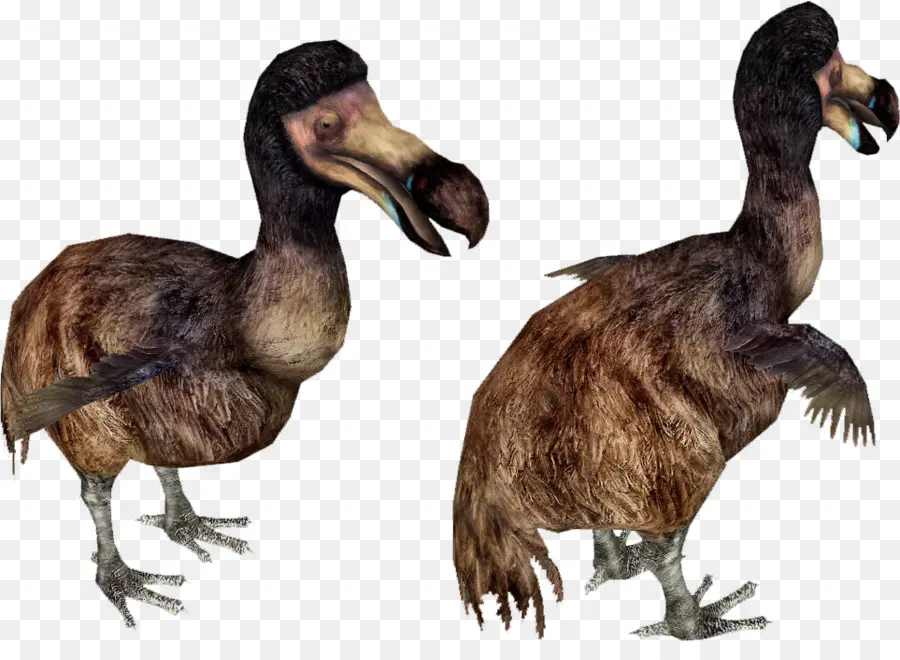 Pájaro Dodo，Extinguido PNG