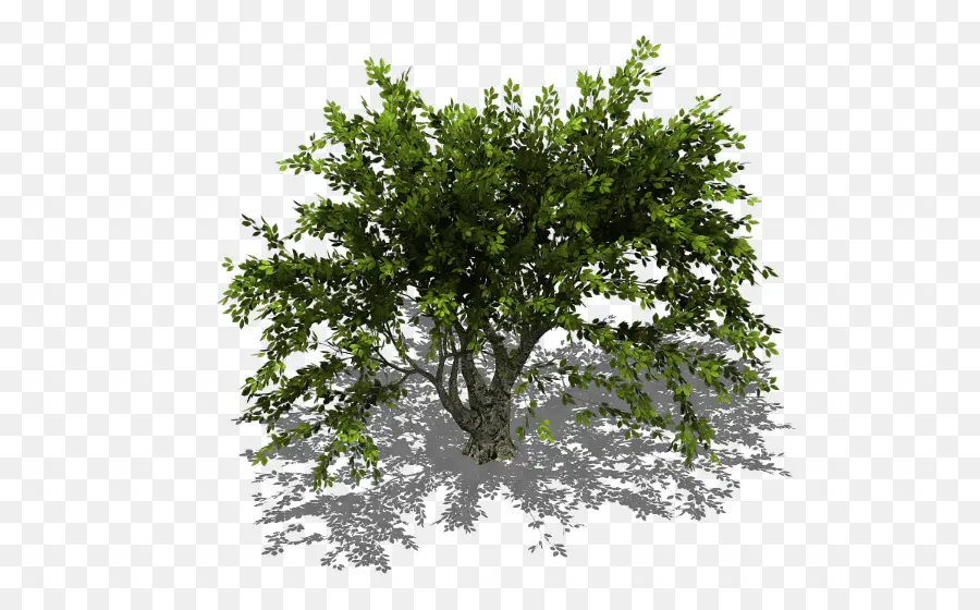 árbol Verde，Naturaleza PNG