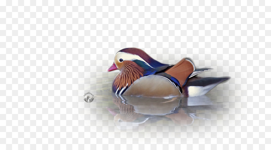 Pato，Pluma PNG