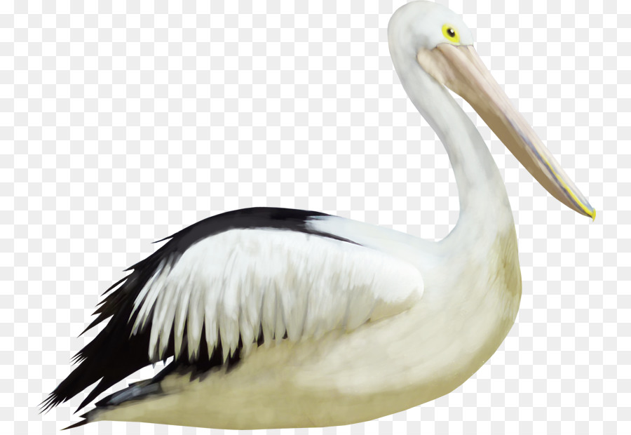 Pelican，Grúa PNG