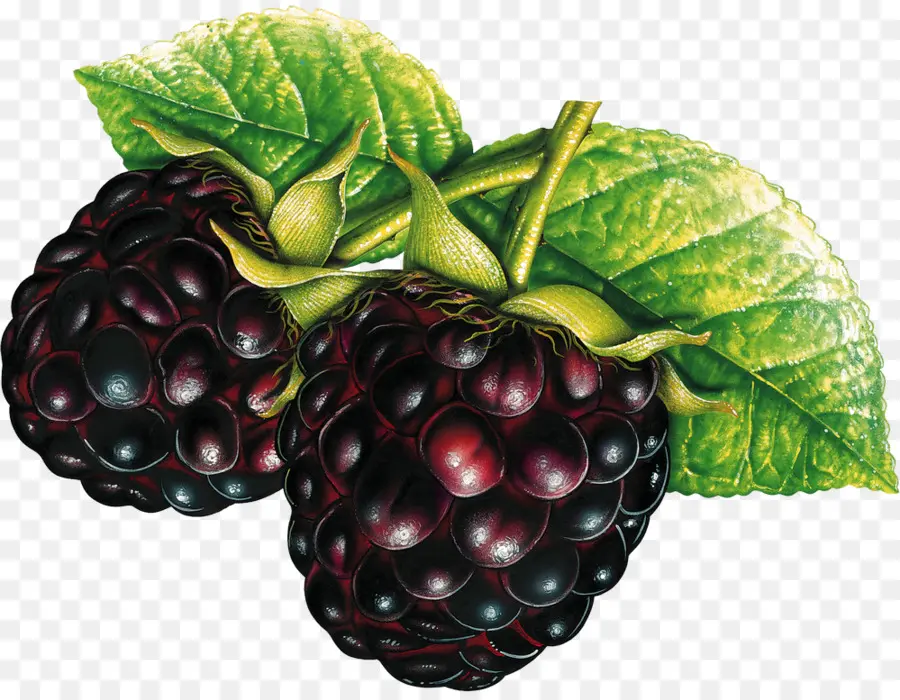 Boysenberry，Frambuesa PNG