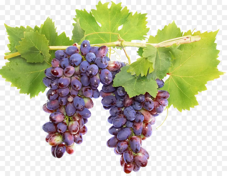 Uvas，Enredadera PNG