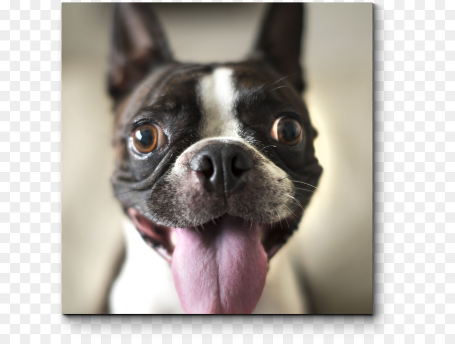 Boston Terrier，Smooth Collie PNG