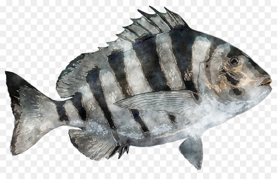 La Tilapia，Los Peces PNG