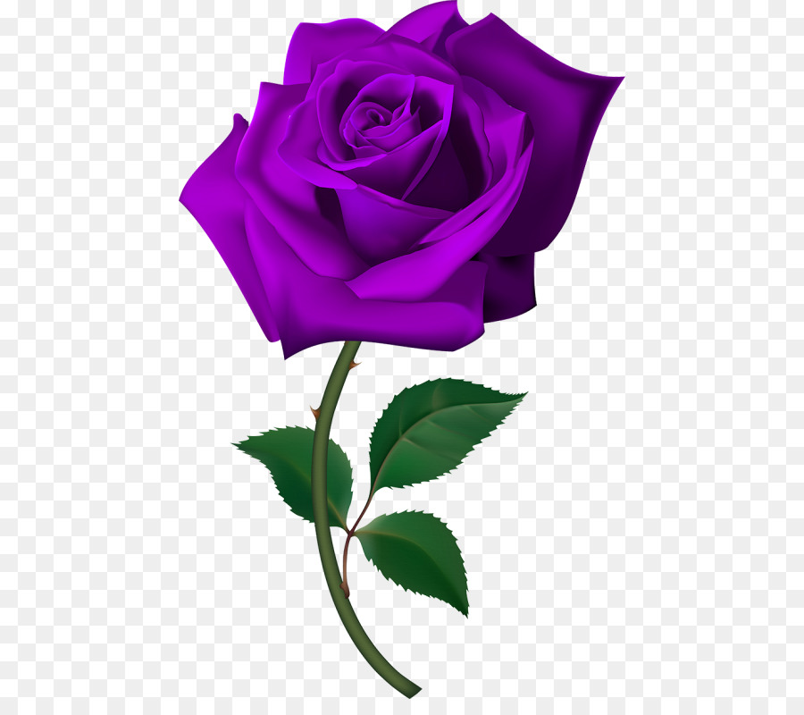 Rosa，Rojo PNG