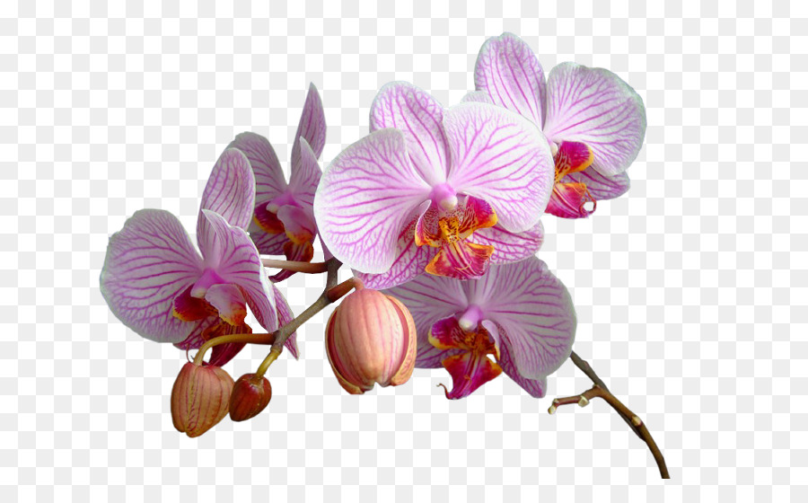 Orquídeas Rosadas，Floración PNG