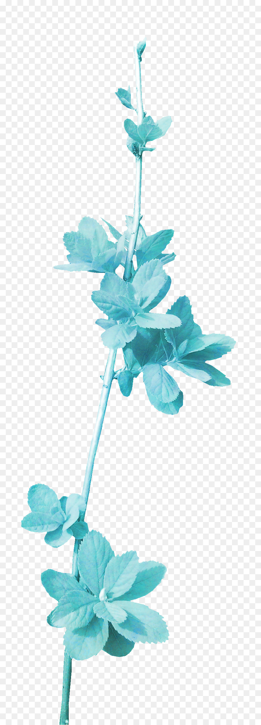 Flor，Púrpura PNG