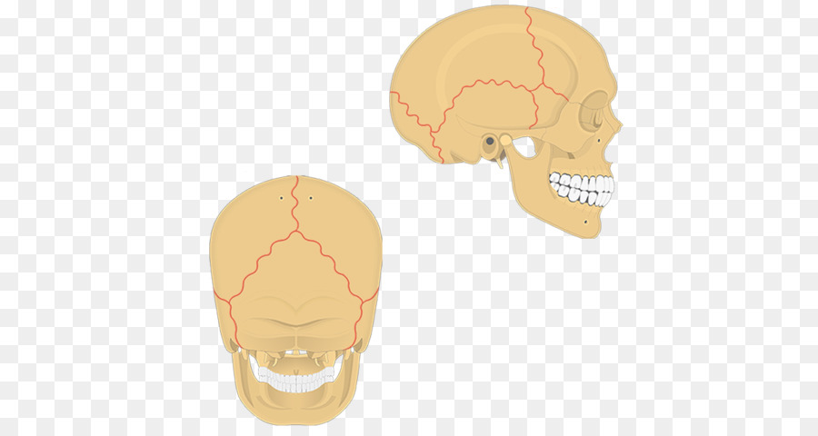Cráneo，Sutura PNG