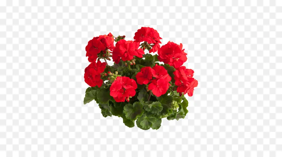 Flores Rojas，Florecer PNG