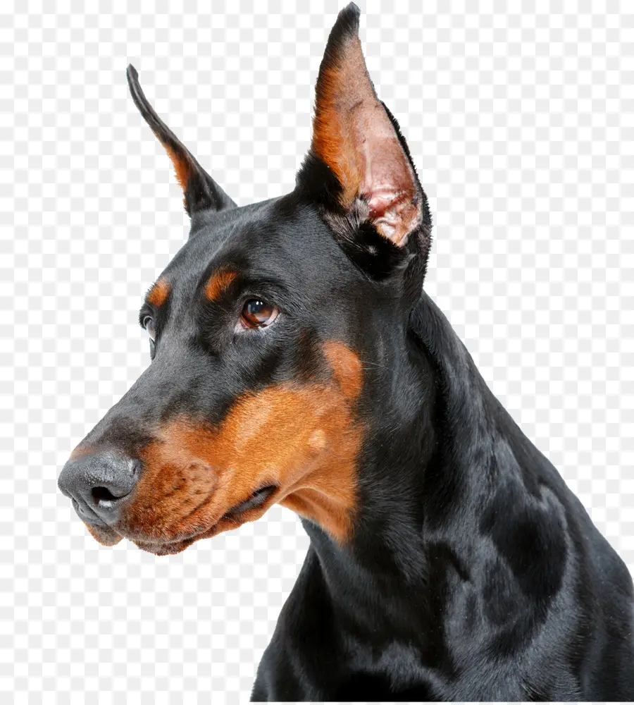 Perro Dóberman，Mascota PNG