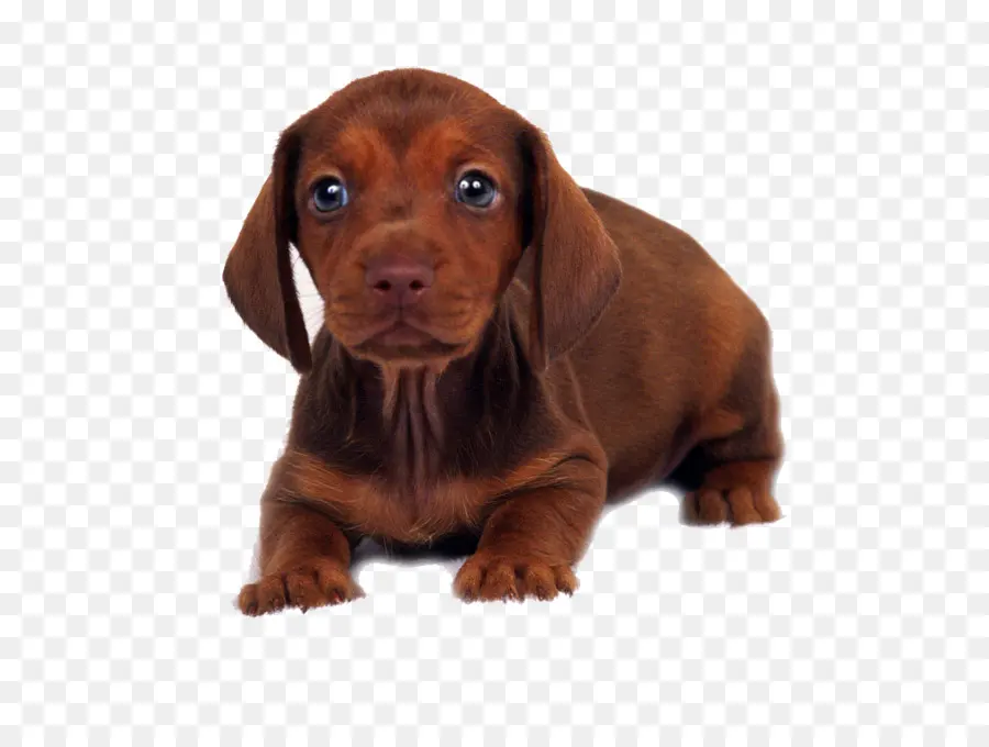 Cachorro，Lindo PNG