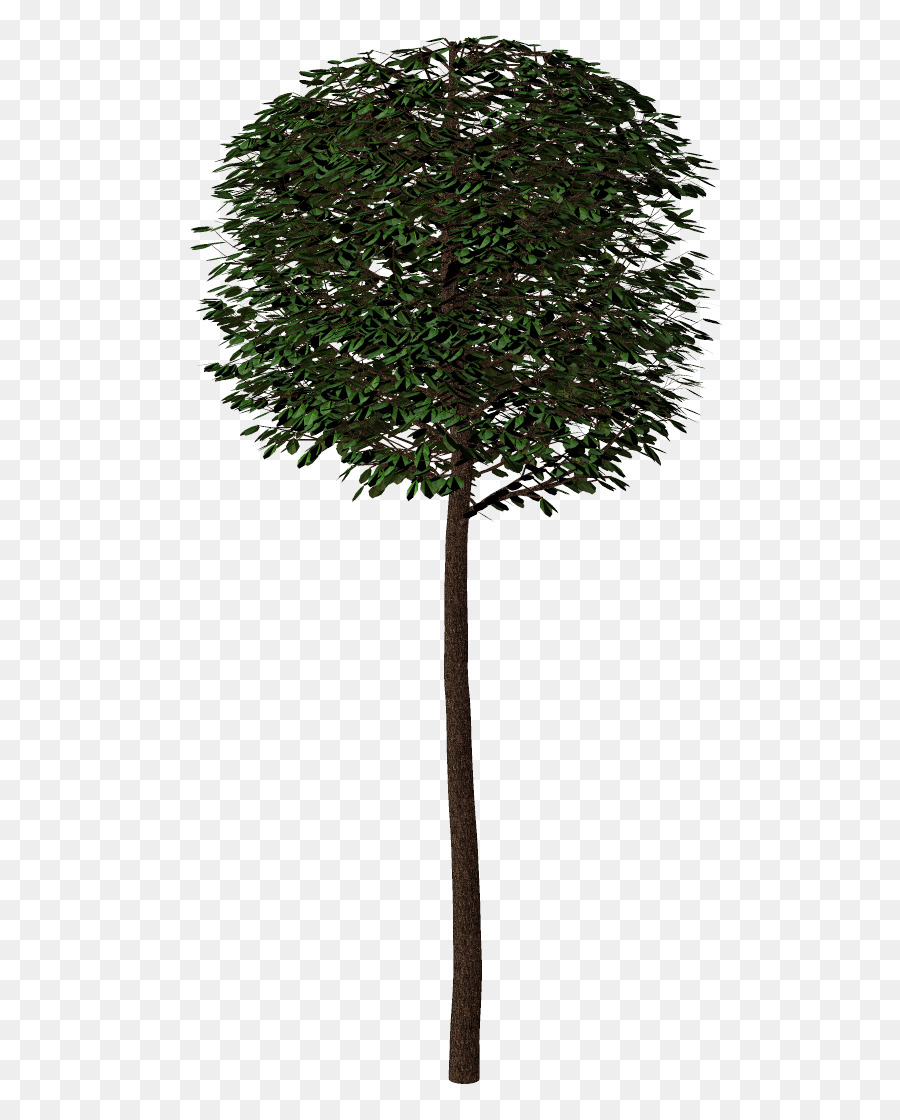 Árbol，Hojas PNG