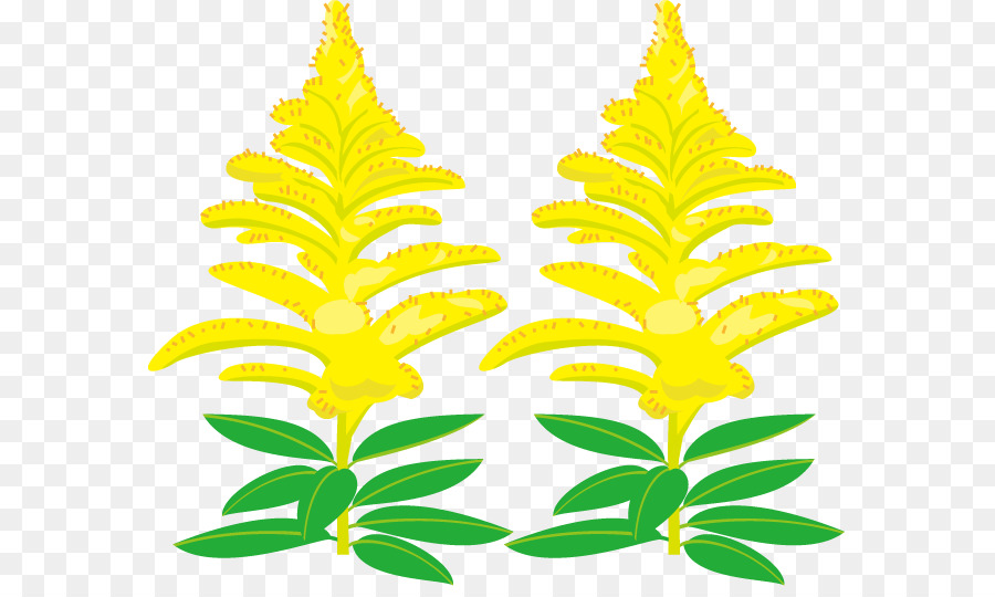 Canadá Goldenrod，Royaltyfree PNG