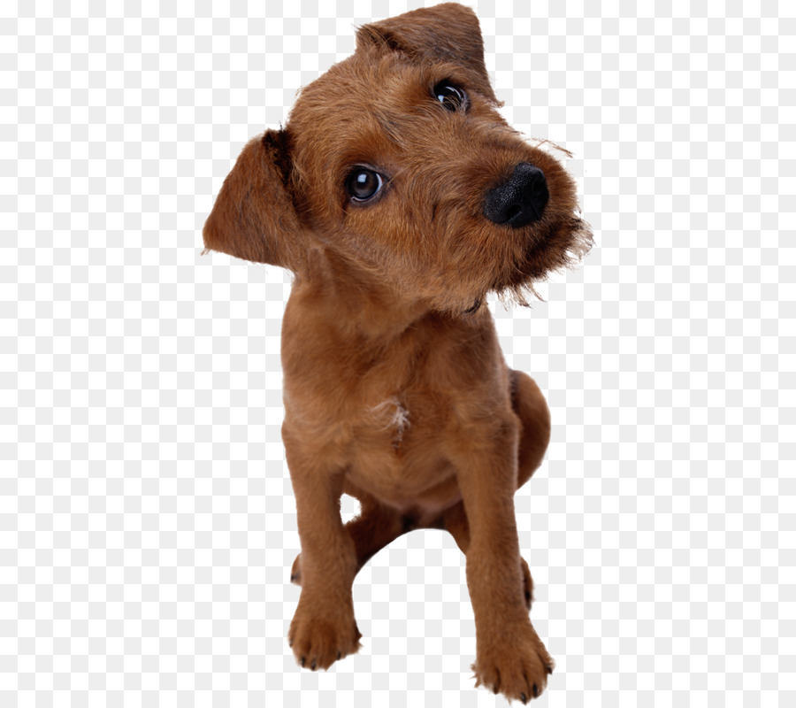 Viejo Pastor Inglés，Cachorro PNG