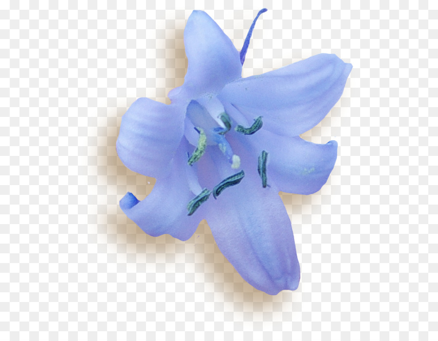 Campanilla，Orquídeas De Polilla PNG