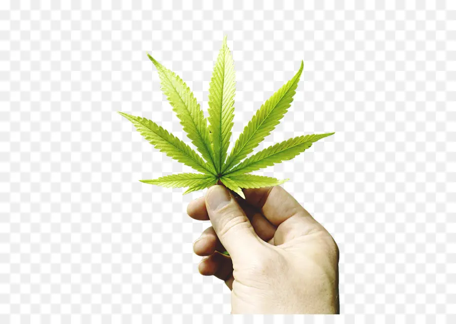 El Cannabis Medicinal，El Cannabis PNG
