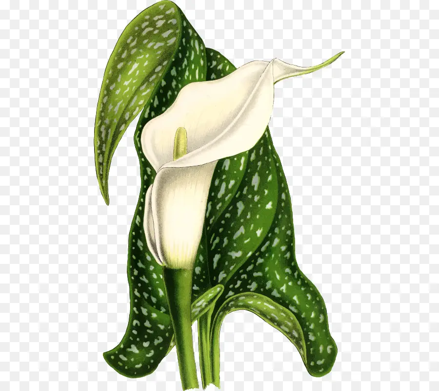 Arum Lirios，Arumlily PNG