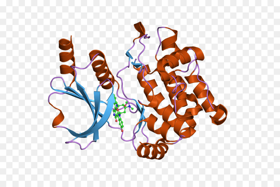 La Proteína Quinasa，Pak1 PNG