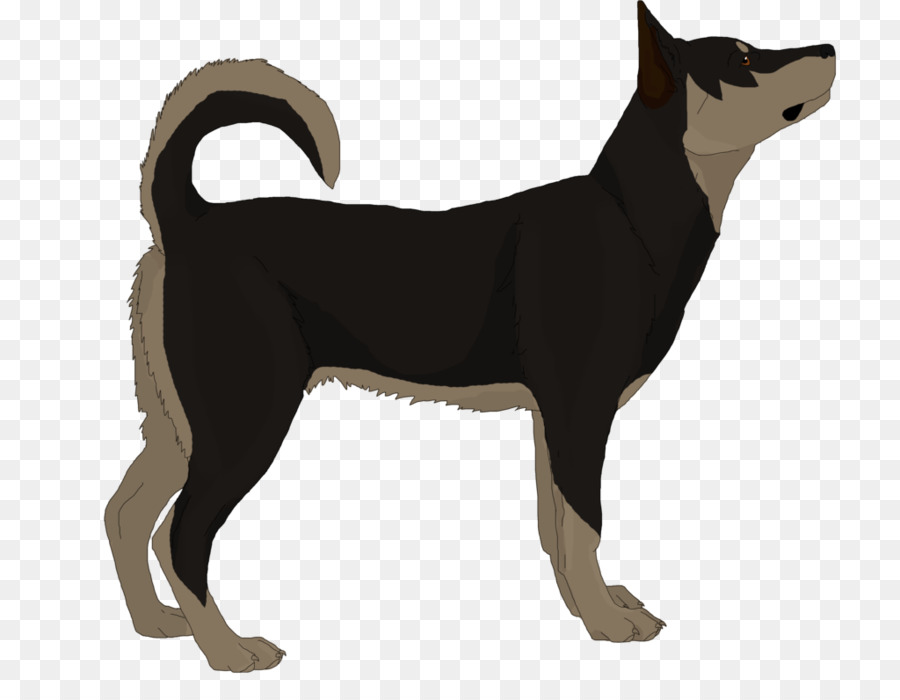 Carelio Oso Perro，Canaán Perro PNG