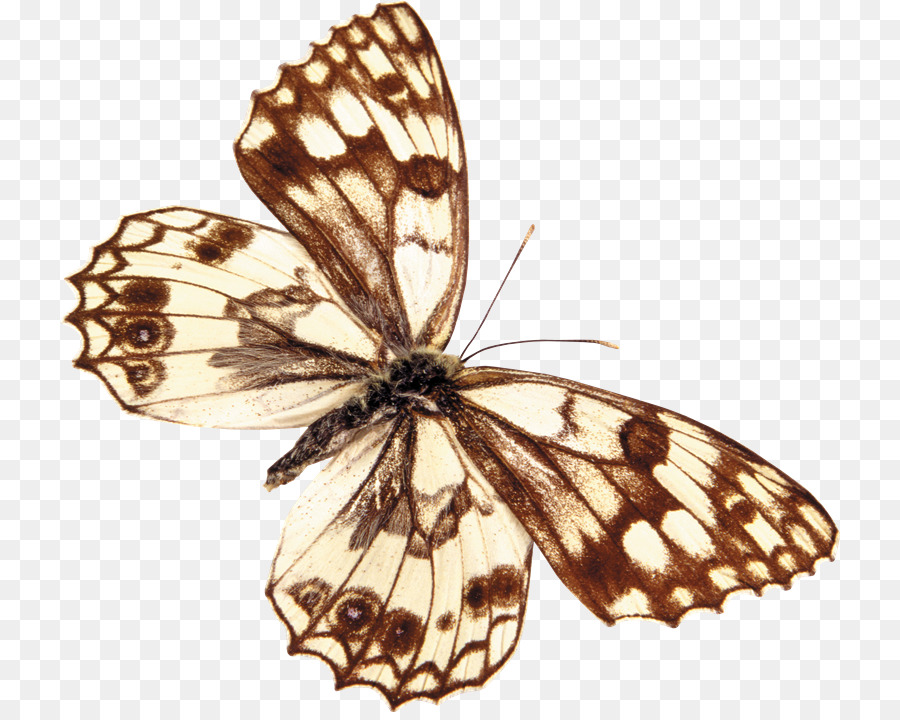 La Mariposa Monarca，La Polilla PNG