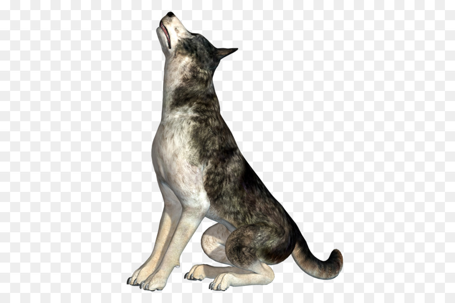 Raza De Perro，Perro PNG