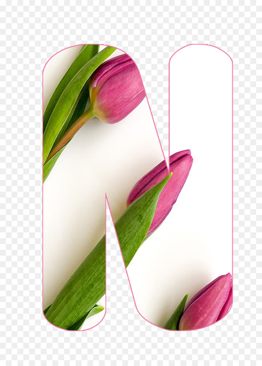 Tulip，Todavía Vida La Fotografía PNG