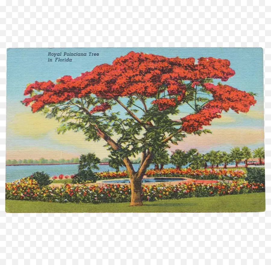 Árbol Real De Poinciana，Árbol PNG