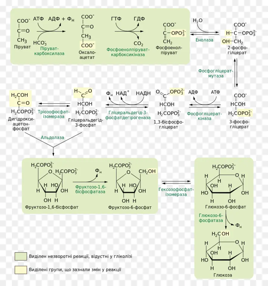 La Gluconeogénesis，El Metabolismo De Los Carbohidratos PNG