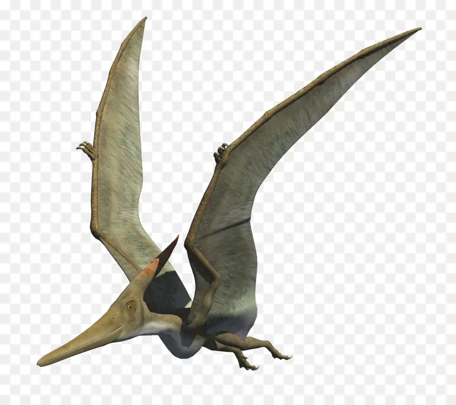 Pteranodon，Cretácico Tardío PNG