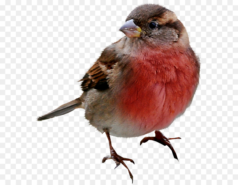 Pájaro，Pluma PNG