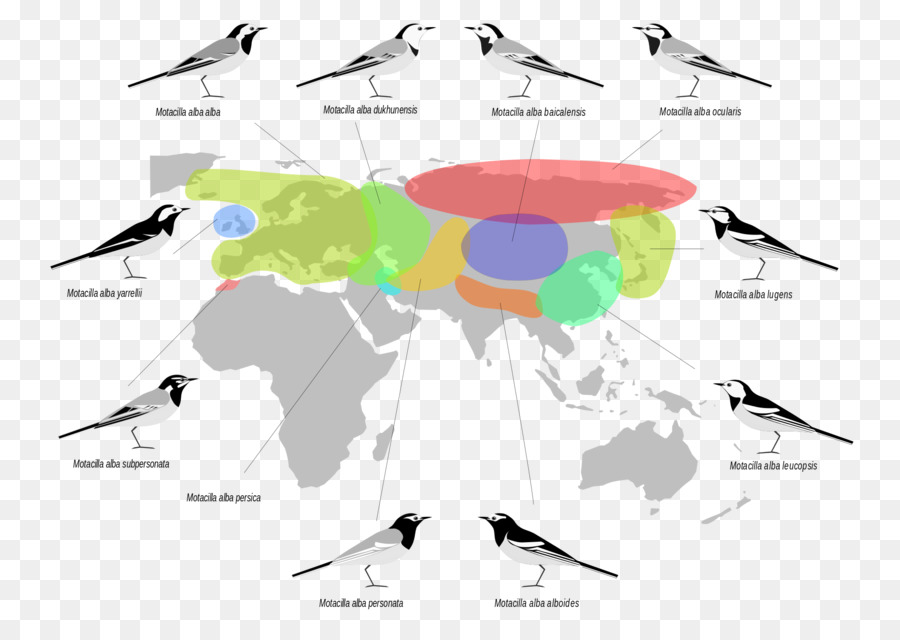 Paleoárticas Reino，ámbito Biogeográfico PNG