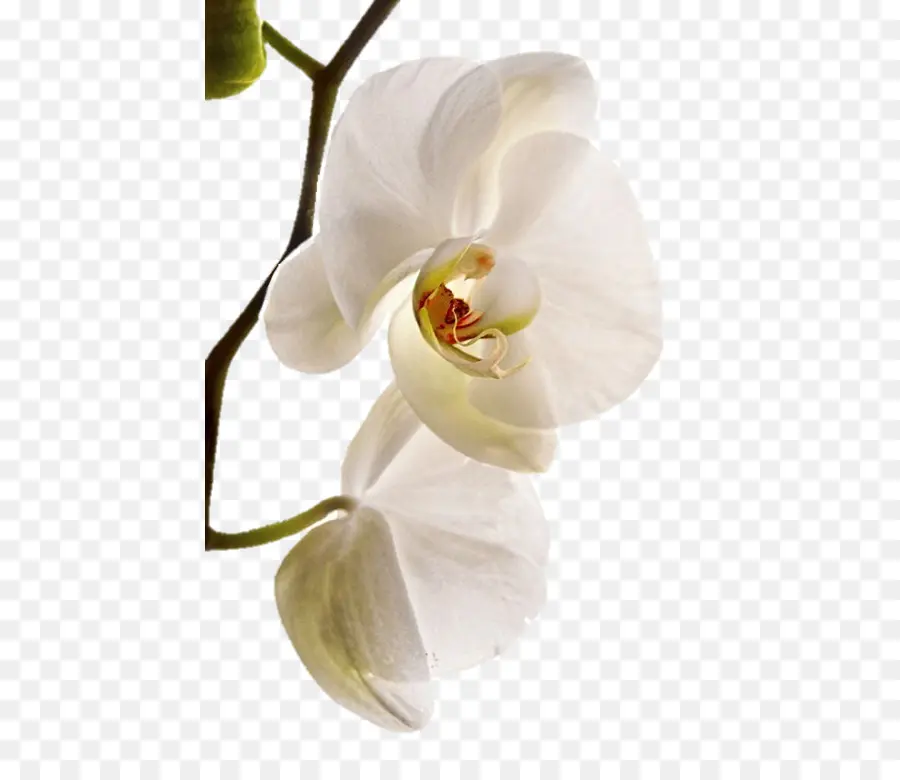 La Polilla De Las Orquídeas，Sala De Fiestas De Orquídeas PNG